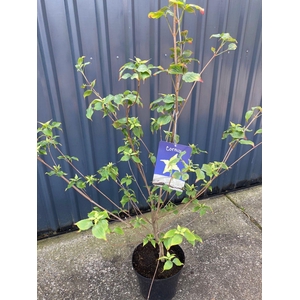 Cornus kousa Milky way