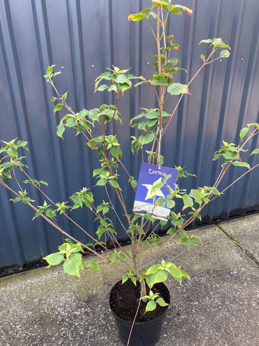 <h4>Cornus kousa Milky way</h4>