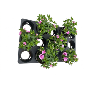 Calibrachoa Double Pink