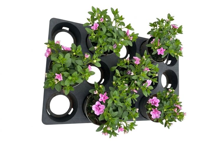 <h4>Calibrachoa Double Pink</h4>