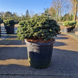 Abies koreana 'Brillant'