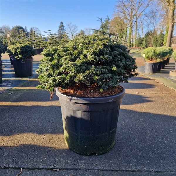 <h4>Abies koreana 'Brillant'</h4>