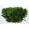 Ruscus Hypophyllum
