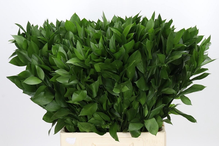 <h4>Ruscus Hypophyllum</h4>