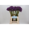Allium  'Jackpot'