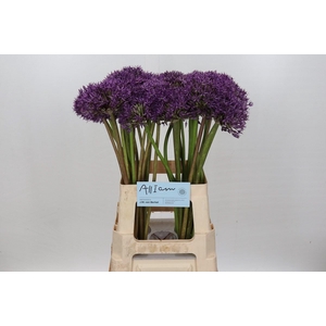 Allium  'Jackpot'