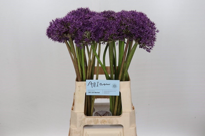 Allium  'Jackpot'