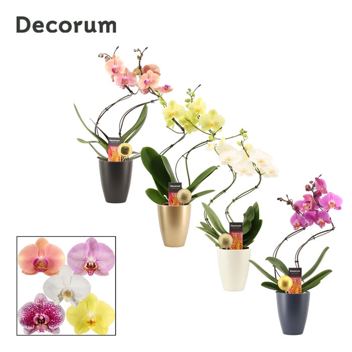 <h4>Phalaenopsis hurricane mix in Carly met kerstbal (Neo Architect)</h4>