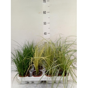 Carex   ...mix