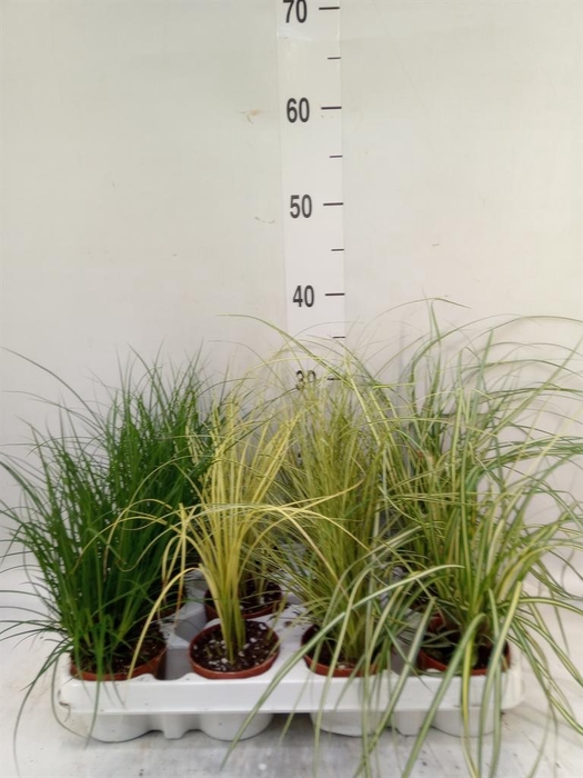<h4>Carex   ...mix</h4>