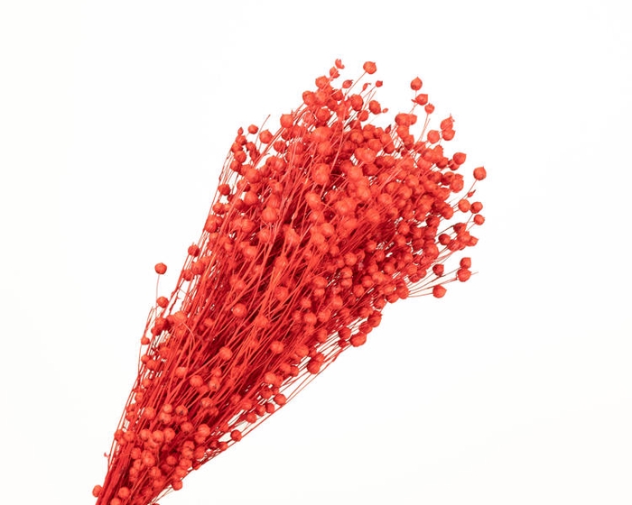 Lino Vlas Red