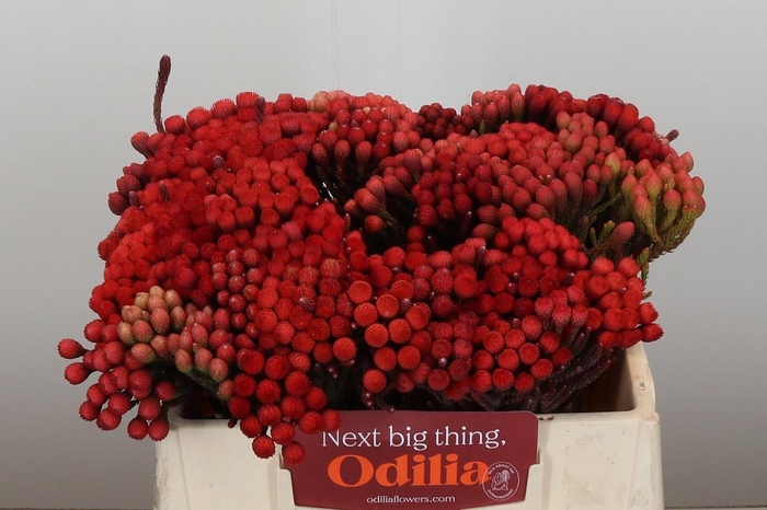 <h4>BRUN LA RED</h4>