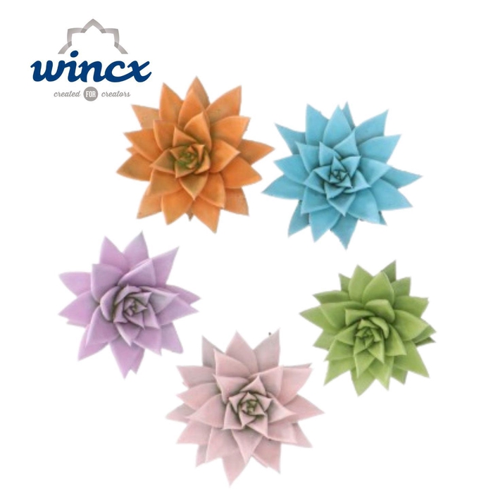 <h4>Echeveria Paint Pastel Mix (wincx) Cutfl</h4>