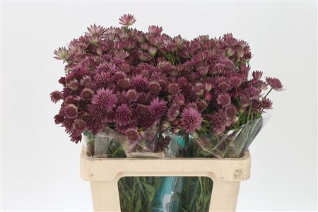 <h4>Astrantia Roma Pink</h4>