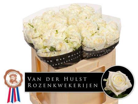 <h4>R Gr Noelia</h4>