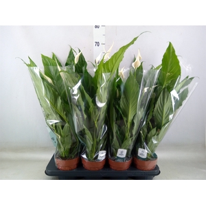 Spathiphyllum  'Sweet Chico'