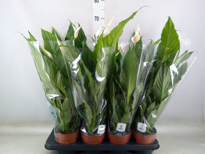 <h4>Spathiphyllum  'Sweet Chico'</h4>