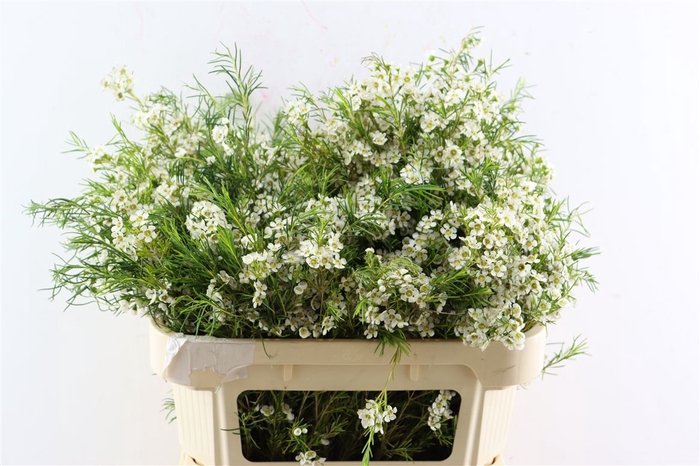 <h4>Chame White Grace</h4>