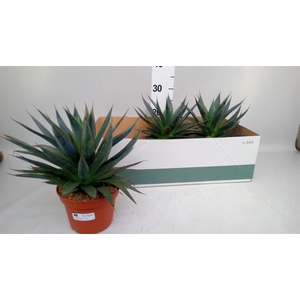 Agave  'Shaka Zulu'