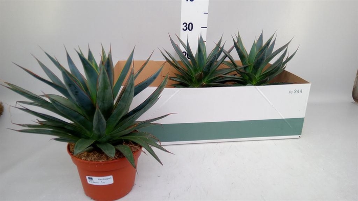 <h4>Agave  'Shaka Zulu'</h4>