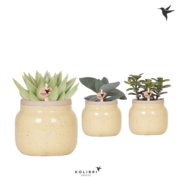 <h4>Kolibri Greens Succulenten mix in Vintage Bowl pot khaki</h4>