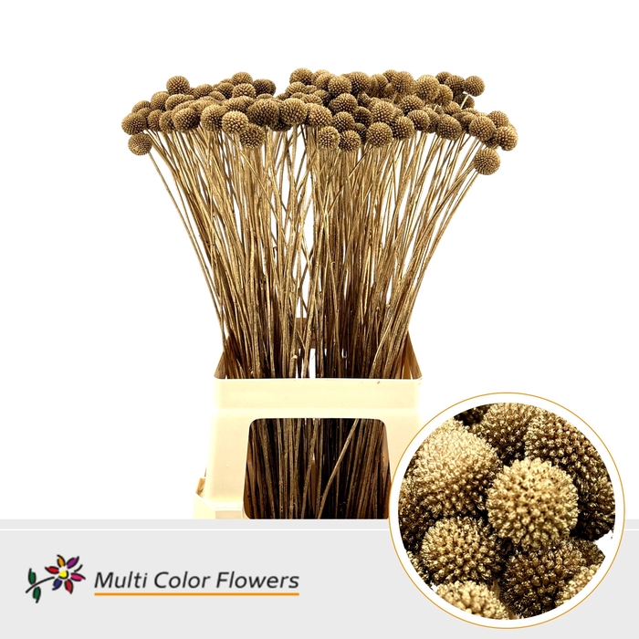 <h4>Craspedia Antique</h4>