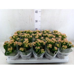 Kalanchoe  'RoseFlow Audrey'