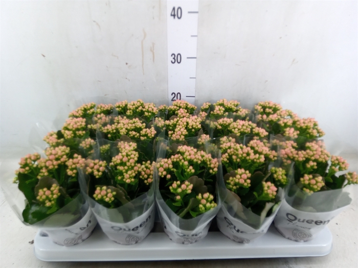 <h4>Kalanchoe  'RoseFlow Audrey'</h4>
