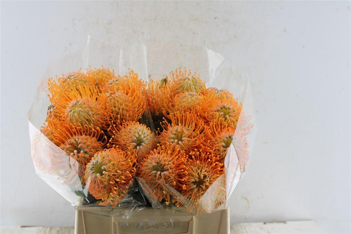 <h4>Leuco Co Soleil Xl</h4>