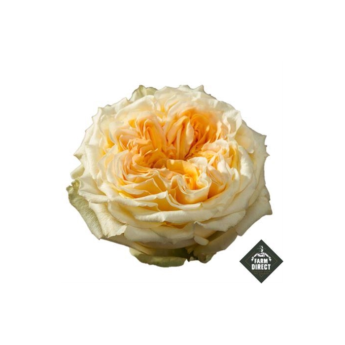 <h4>R Gr Tie Dye</h4>