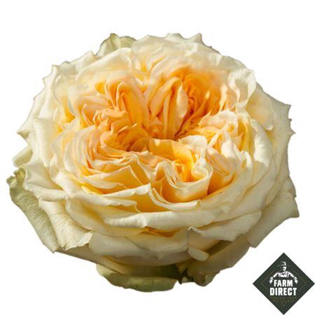 <h4>R Gr Tie Dye</h4>