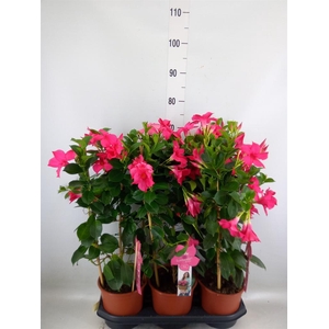Mandevilla sand. 'SumStar Pink'