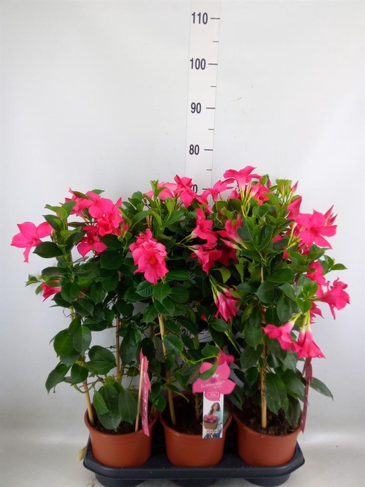 <h4>Mandevilla sand. 'SumStar Pink'</h4>
