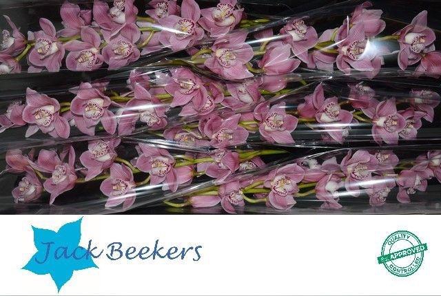 <h4>CYMB T CARMEN</h4>