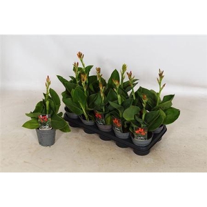 Canna Cannova Gem