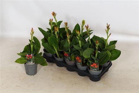 <h4>Canna Cannova Gem</h4>