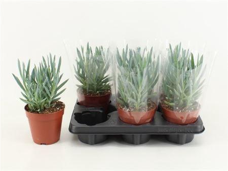 Curio Fic Mt Everest