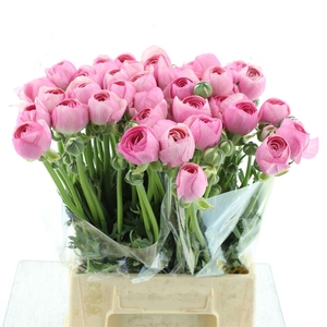 Ran Su Laurene Super ( X 20 )