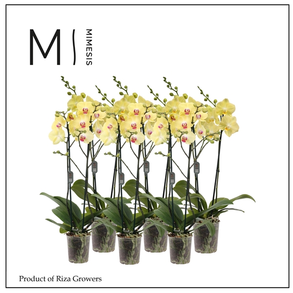 <h4>Mimesis Phal. Yellow - 2 spike 12cm</h4>