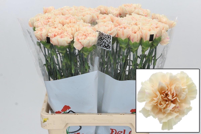 <h4>DI ST APPLE TEA</h4>