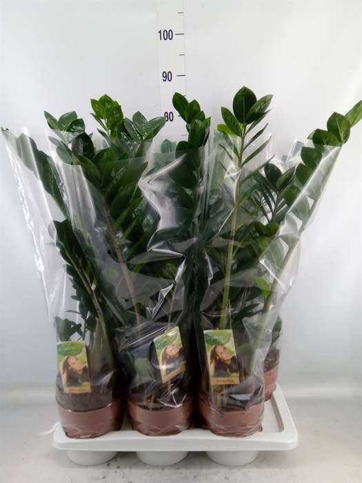 <h4>Zamioculcas zamiifolia</h4>