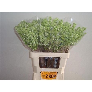 Syr V Mme Fl Stepman 2 Head