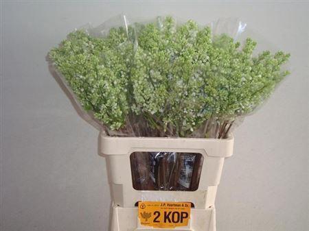 <h4>Syr V Mme Fl Stepman 2 Head</h4>