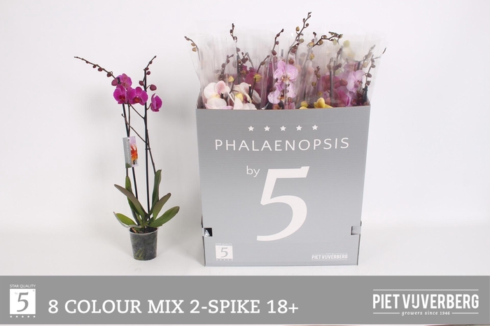 <h4>PHAL GEM 8 KL</h4>