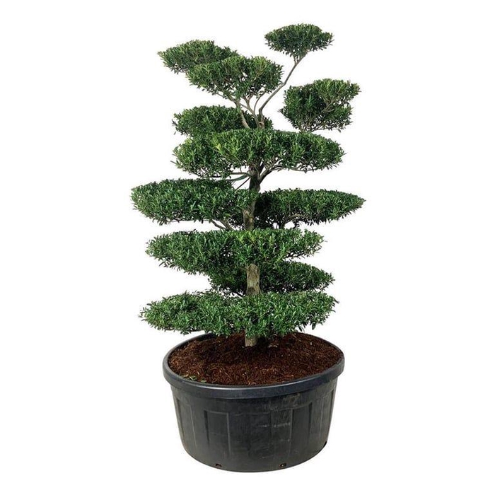 <h4>Ilex crenata 'Blondie'</h4>