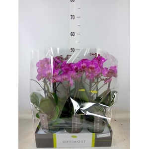 Phalaenopsis multi.   ...lilac