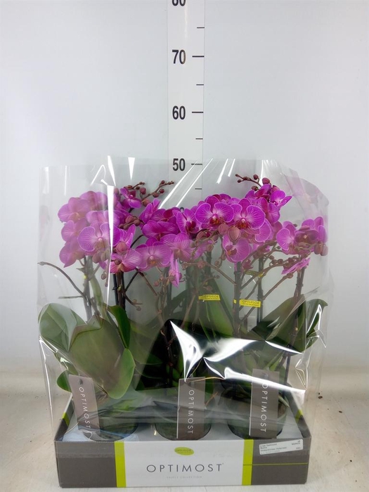 <h4>Phalaenopsis multi.   ...lilac</h4>