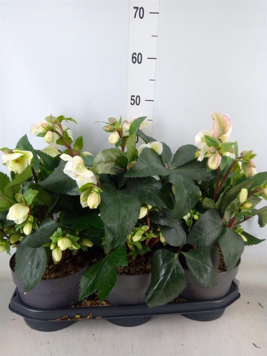 <h4>Helleborus ...</h4>