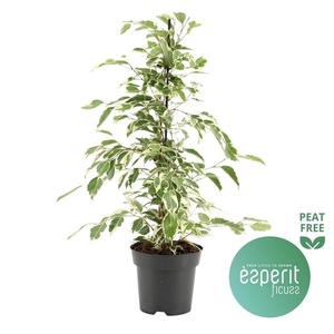 Ficus benjamina 'Twilight'