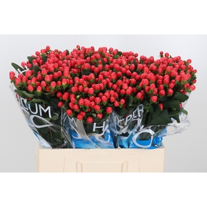 Hyp Coco Tango